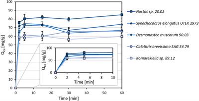 Rare earths stick to rare cyanobacteria: Future potential for bioremediation and recovery of rare earth elements